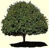 Family Tree